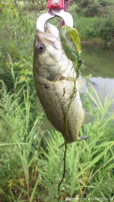 �֥�å��Х�