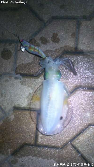 �����ꥤ��