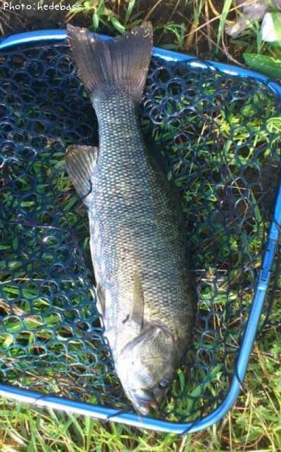 ���⡼��ޥ����Х�