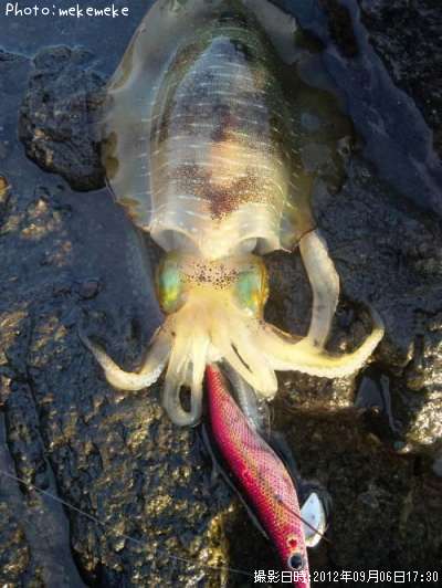 �����ꥤ��