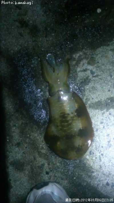 �����ꥤ��