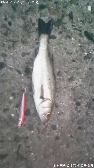 �����Х�