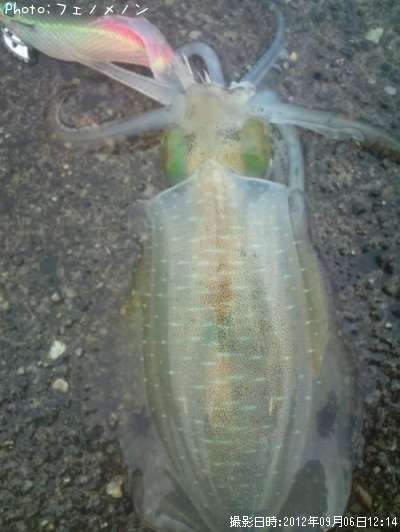 �����ꥤ��