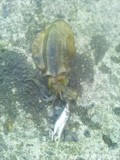 �����ꥤ��