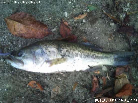 �֥�å��Х�