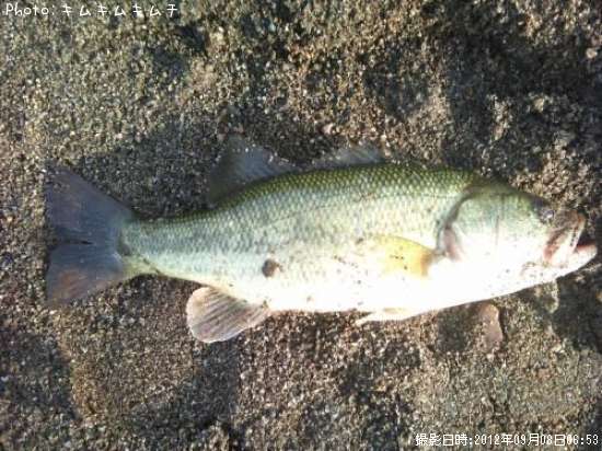 �֥�å��Х�