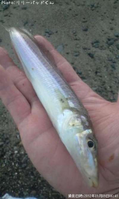 �ѡ���ԥ󥯤ε��ؿ�