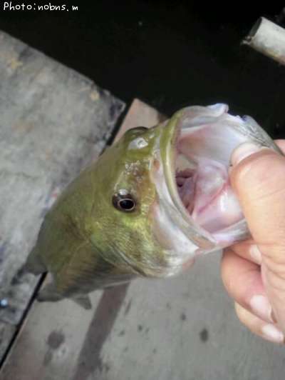 �֥�å��Х�