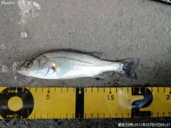 ��������Х���