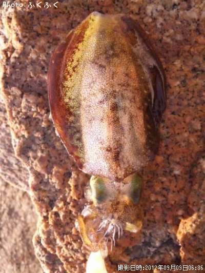 �����ꥤ��