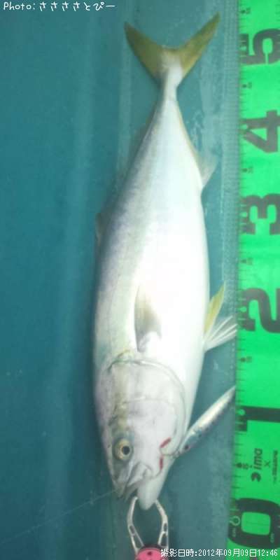 ���ʥ������������С�������������