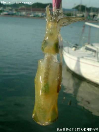 �����ꥤ��