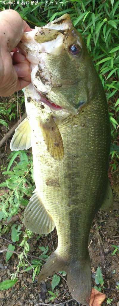 �֥�å��Х�