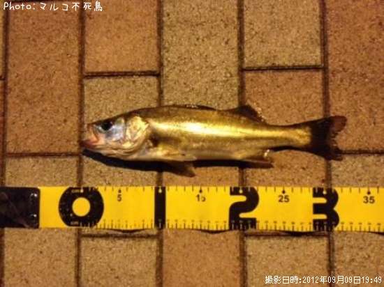 �����Х�