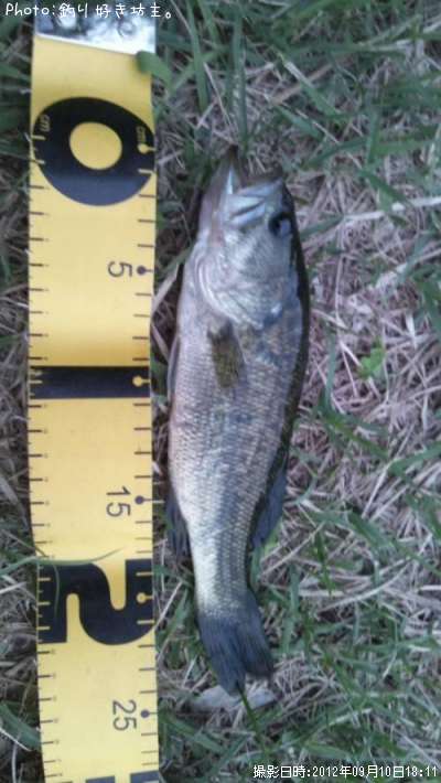 �֥�å��Х�