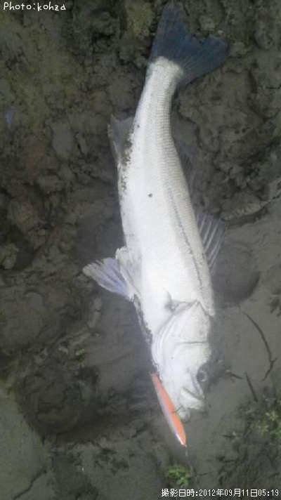 �����Х�