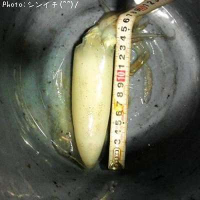 �����ꥤ��