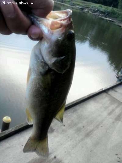 �֥�å��Х�