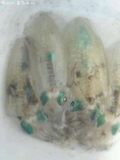 �����ꡪ