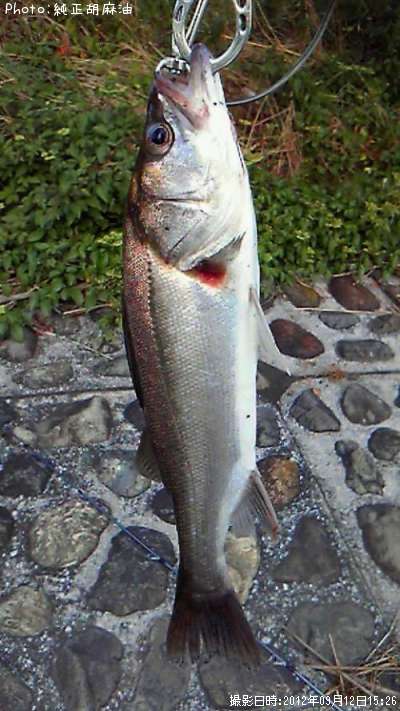 �����Х�