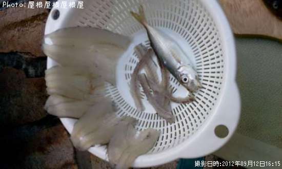 �ߤ�ʥץ������ϥ������ʾС�