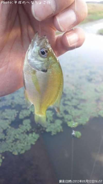 �֥롼����