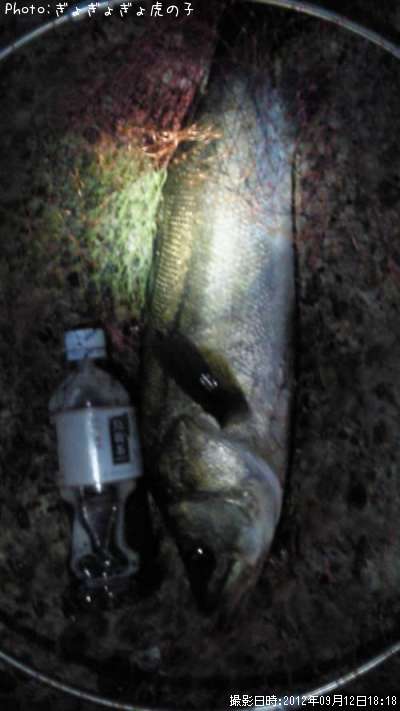 �����Х�