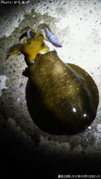 �����ꥤ��