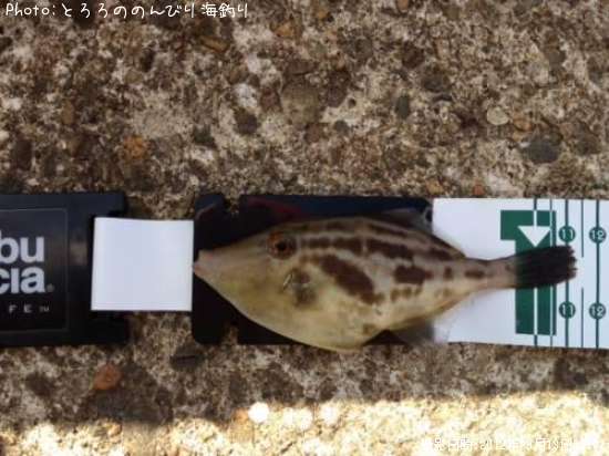 ���ӥ���ϥ�