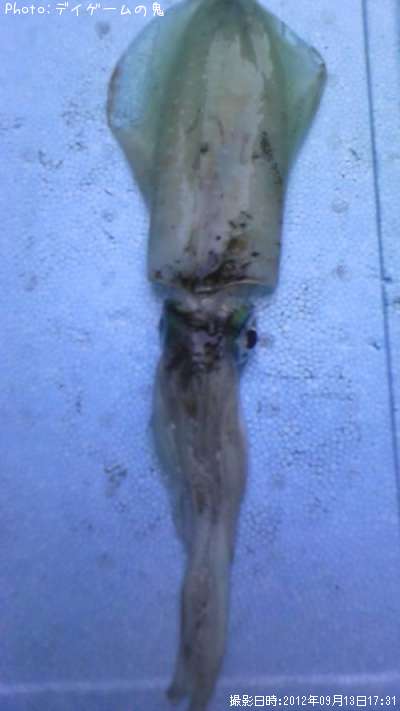 �����ꥤ��