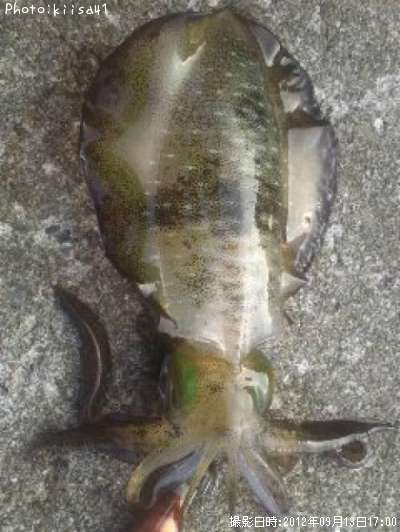 �����ꥤ��