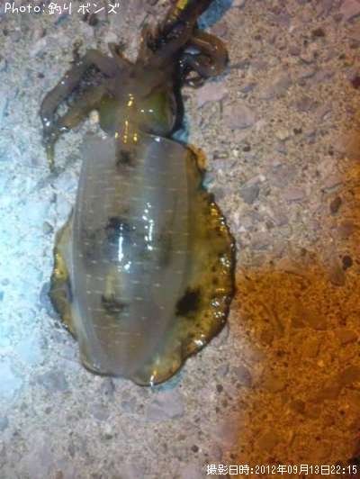 �����ꥤ��