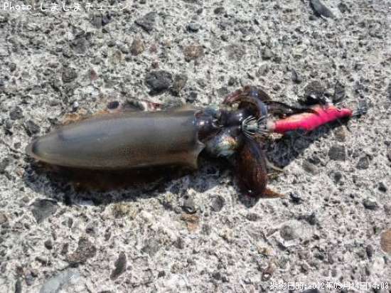 �����ꥤ��