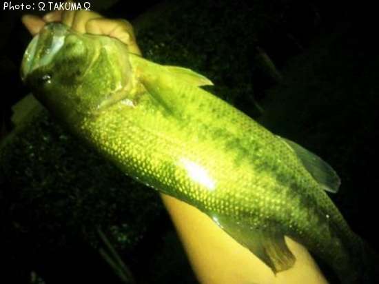 �֥�å��Х�