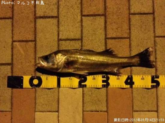 �����Х�