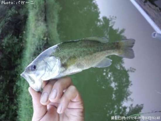 �֥�å��Х�