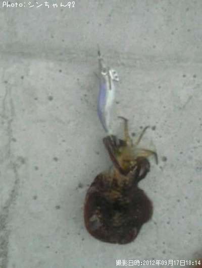 �����ꥤ��