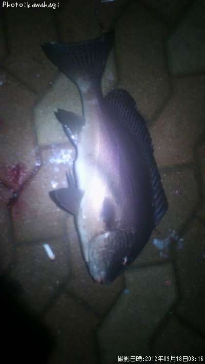 ��������