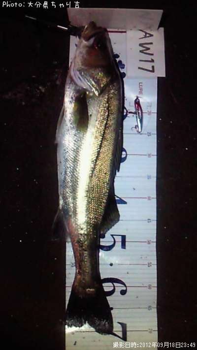 �����Х�