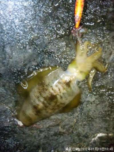 �����ꥤ��