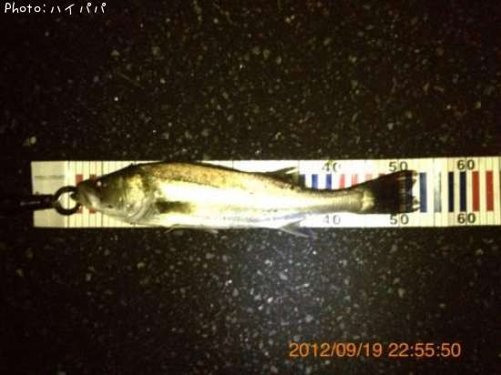 �����Х�