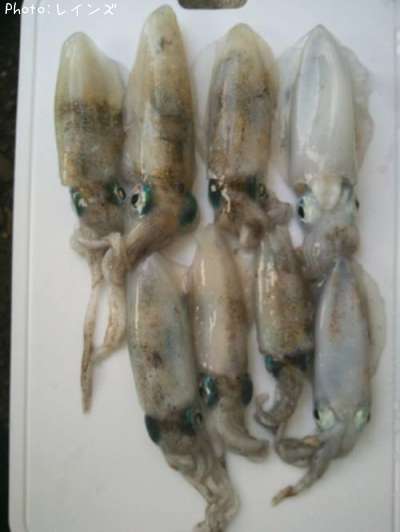 �����ꥤ��