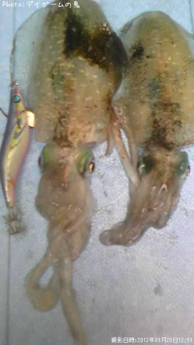 �����ꥤ��