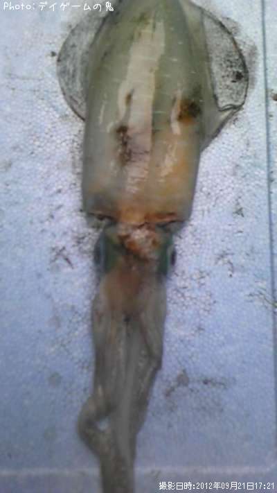 �����ꥤ��