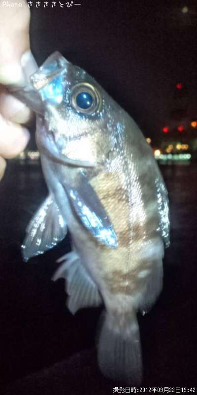 ���ꥢ��Х�