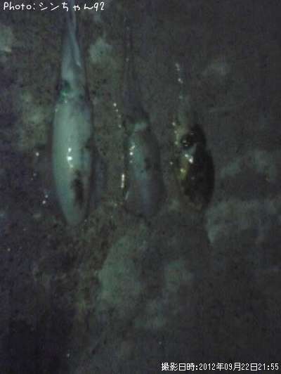 �����ꥤ��