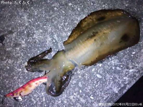 �����ꥤ��