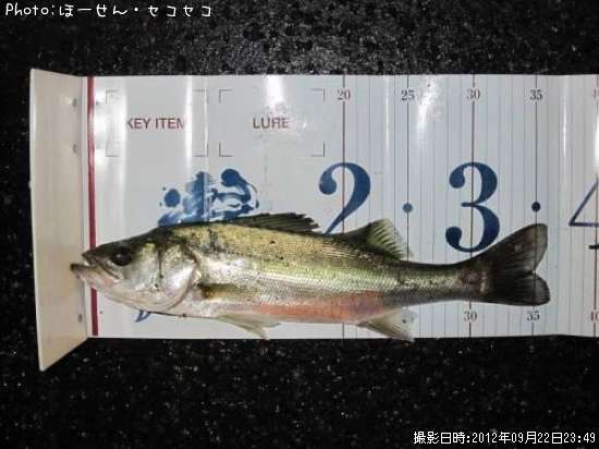 �����Х�