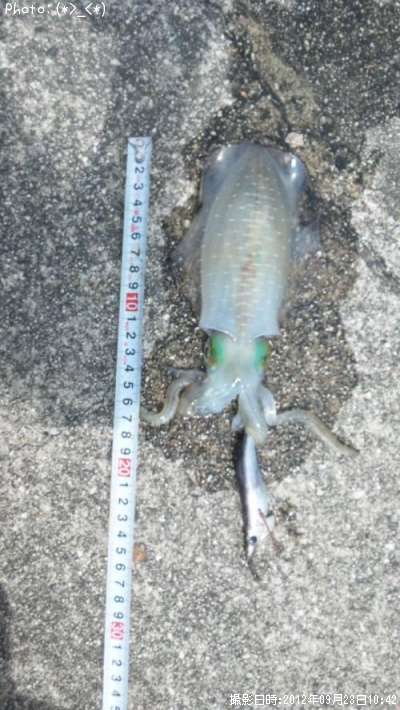 �����ꥤ��