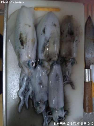 �����ꥤ��